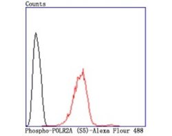RNA Polymerase II/POLR2A (ac Ser5) Rabbit anti-Human, Mouse, Rat, Clone:
